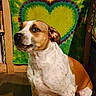 Buck joined the competition — help win amazing prizes! dog, indoor, tie_dye, heart, tapestry, brown, white, spots, sitting, pet, animal, wall_hanging, floor, wooden_frame, colorful, pattern, cute, portrait, furniture, household