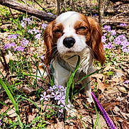 Mclovin joined the competition — help win amazing prizes! dog, puppy, outdoor, flower, purple_flower, grass, leaf, nature, sunlight, pet, animal, brown_and_white, small_dog, spring, forest_floor, close_up, sitting, cute, leash, eyes_closed