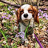 Mclovin joined the competition — help win amazing prizes! animal, brown_and_white, close_up, cute, dog, eyes_closed, flower, forest_floor, grass, leaf, leash, nature, outdoor, pet, puppy, purple_flower, sitting, small_dog, spring, sunlight