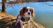 Mclovin joined the competition — help win amazing prizes! animal, bare_tree, blue_sky, calm, cavalier_king_charles_spaniel, dog, fall, harness, heterochromia, lake, leash, nature, outdoor, pet, portrait, rock, scenic, sunlight, tree, water