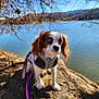 Mclovin joined the competition — help win amazing prizes! dog, cavalier_king_charles_spaniel, heterochromia, rock, lake, water, tree, bare_tree, outdoor, nature, sunlight, leash, harness, animal, pet, portrait, blue_sky, fall, calm, scenic