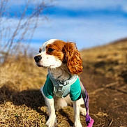 Mclovin joined the competition — help win amazing prizes! animal, blurred_background, brown, canine, cute, daytime, dog, fur, grass, jacket, leash, nature, outdoor, path, pet, portrait, sky, sunny, walking, white