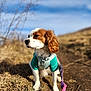 dog, animal, pet, outdoor, grass, dirt_path, leash, jacket, brown_and_white, canine, nature, sunlight, sky, ears, collar, walking, field, daytime, fur, cute