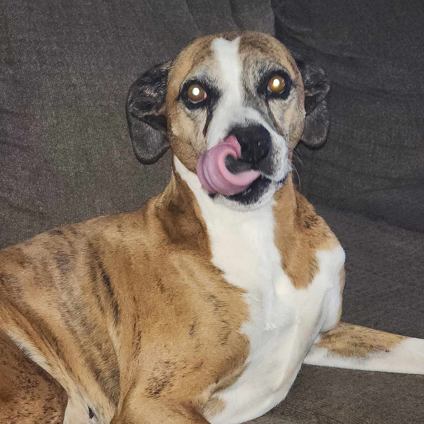 Courtney joined the competition — help win amazing prizes! dog, brindle, pet, tongue, couch, indoor, animal, mammal, face, expression, fur, whiskers, nose, ears, relaxed, lying_down, cute, tongue_out, playful, domestic_animal