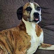 Courtney is registered to the contest to win money with this photo: dog, brindle, pet, canine, couch, indoor, animal, mammal, tongue_out, relaxed, brown, white, fur, ears, snout, eyes, portrait, resting, domestic, companion