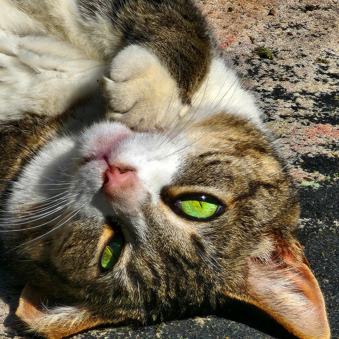 Nala is registered to the contest to win money with this photo: cat, tabby, green_eyes, paw, fur, whiskers, outdoor, sunlight, relaxed, close_up, pet, animal, lying_down, face, texture, nature, cute, domestic_cat, portrait, resting
