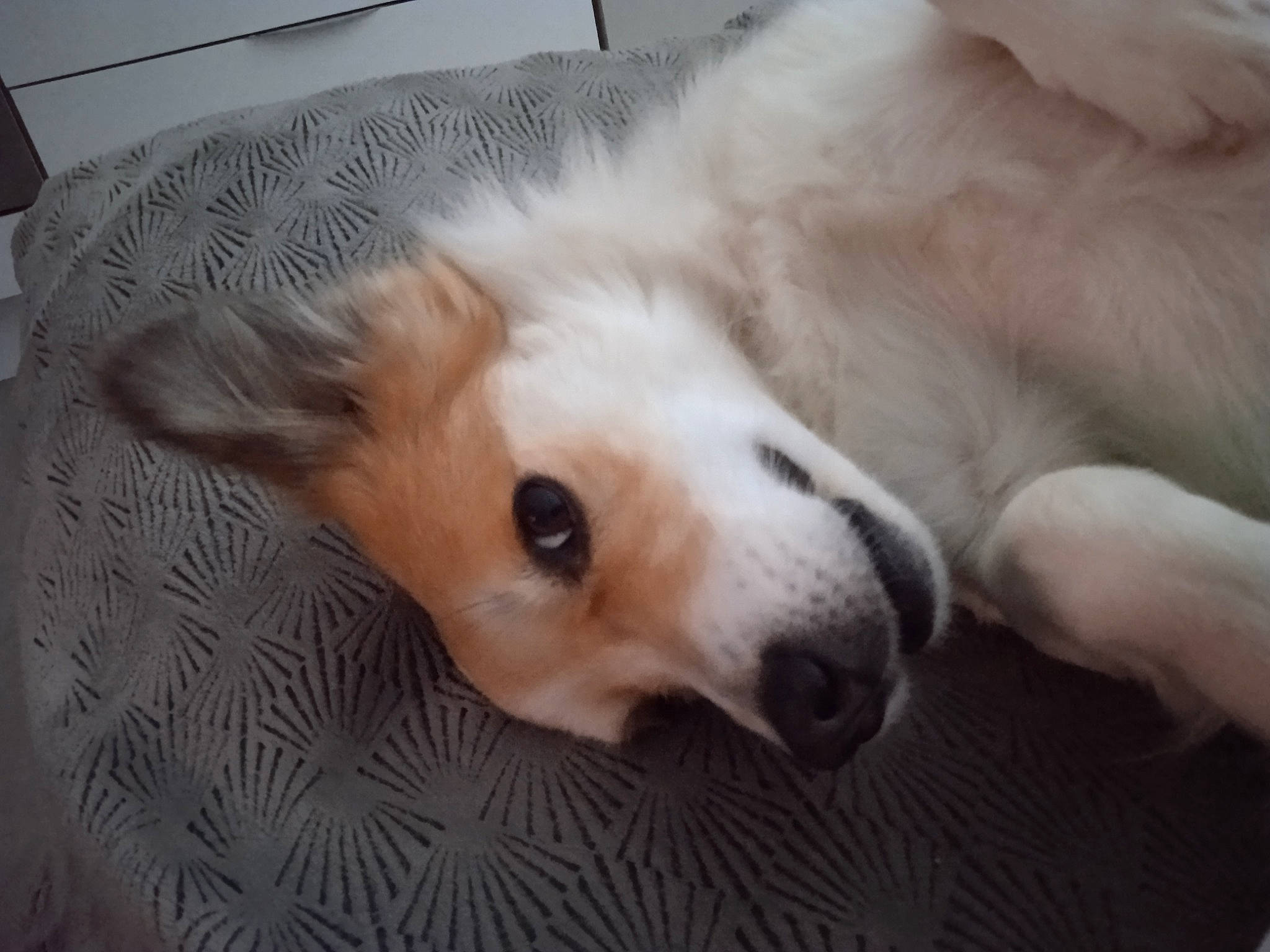 Griotte a rejoint le concours — aidez-le/la à gagner de superbes lots ! canidae, carnivore, comfort, companion_dog, dog, dog_breed, ear, fawn, fur, non_sporting_group, paw, puppy, sporting_group, terrestrial_animal, volpino_italiano, whiskers, working_animal