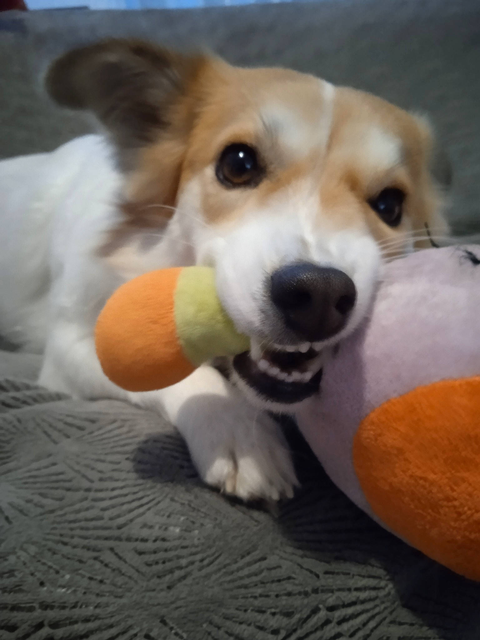 Griotte participe au concours pour gagner de l'argent avec cette photo : canidae, cardigan_welsh_corgi, carnivore, companion_dog, dog, dog_breed, dog_supply, dog_toy, fawn, fur, non_sporting_group, paw, pet_supply, sporting_group, stuffed_toy, tail, toy, welsh_corgi, whiskers, working_animal
