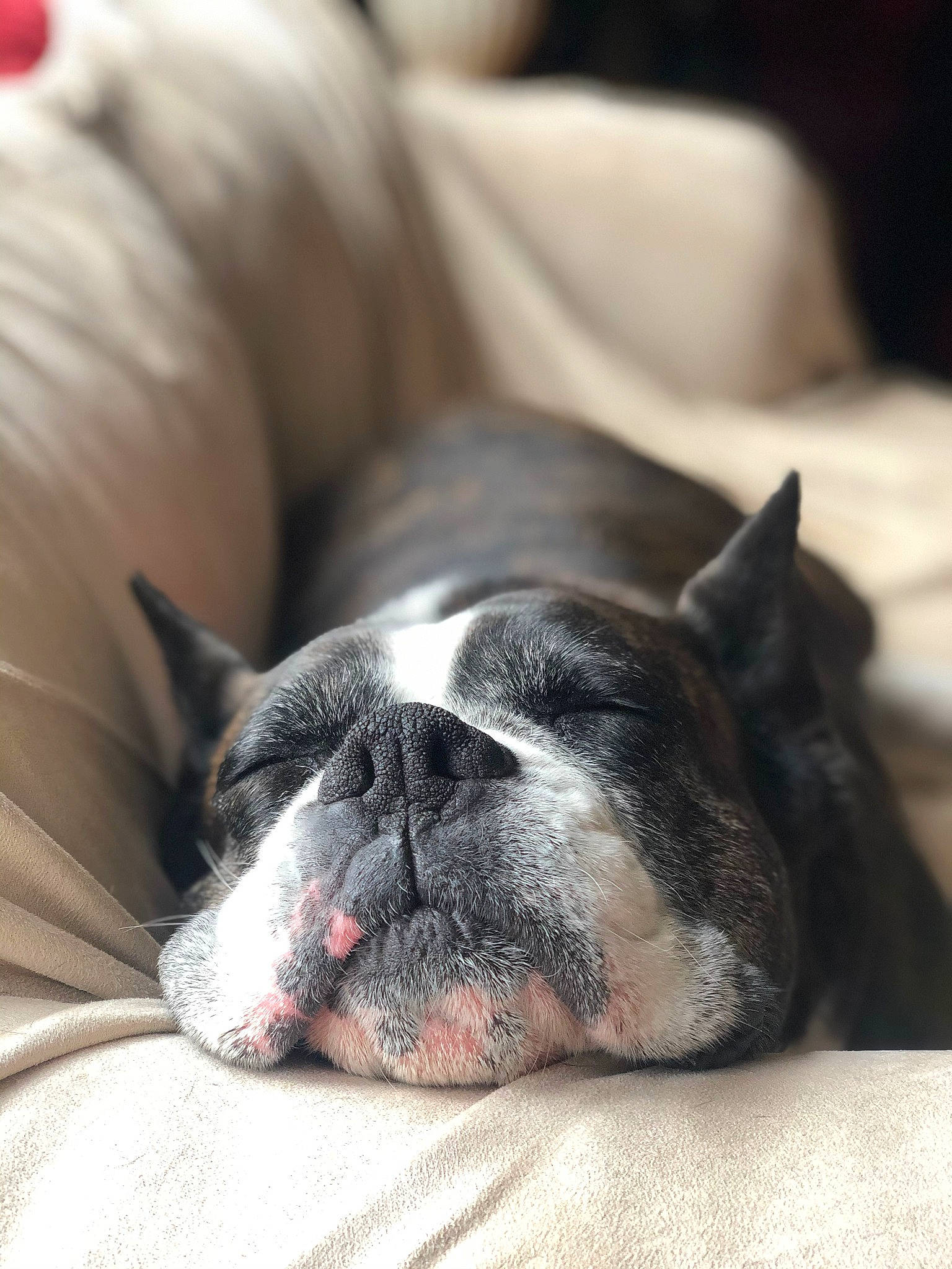 Abbey is registered to the contest to win money with this photo: boston_terrier, canidae, carnivore, companion_dog, dog, dog_breed, fawn, french_bulldog, mammal, nap, non_sporting_group, nose, old_english_bulldog, olde_english_bulldogge, puppy, puppy_love, sleep, snout, toy_bulldog, whiskers