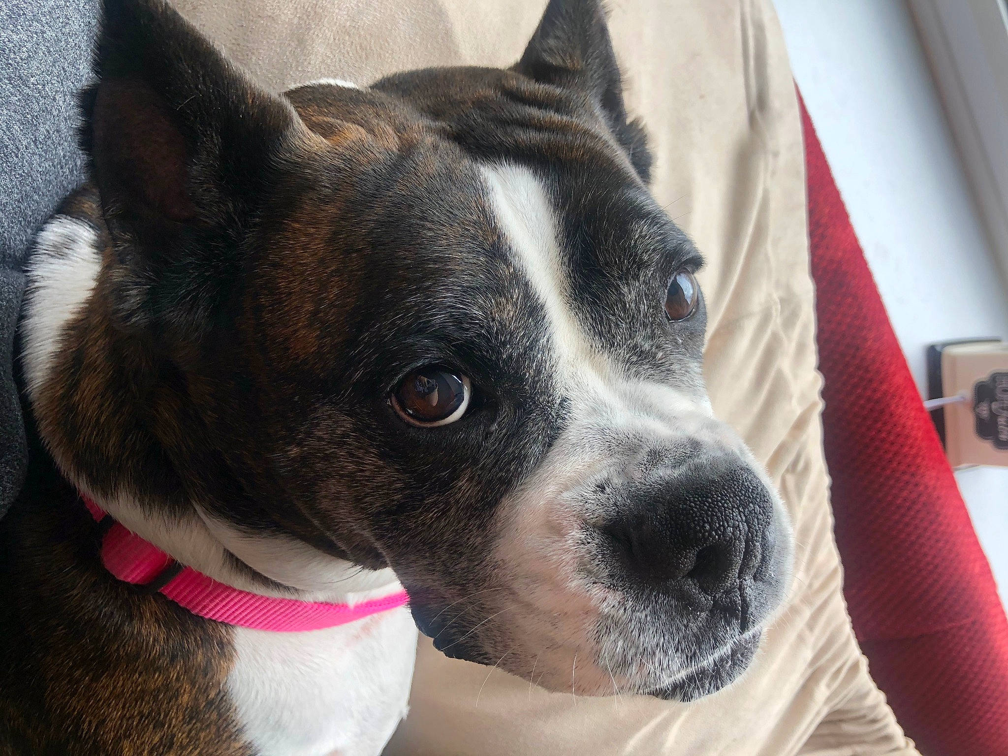 Abbey is registered to the contest to win money with this photo: american_pit_bull_terrier, american_staffordshire_terrier, boston_terrier, canidae, carnivore, collar, dog, dog_breed, dog_collar, ear, eye, head, mammal, non_sporting_group, nose, snout, sporting_group, valley_bulldog, vertebrate, whiskers