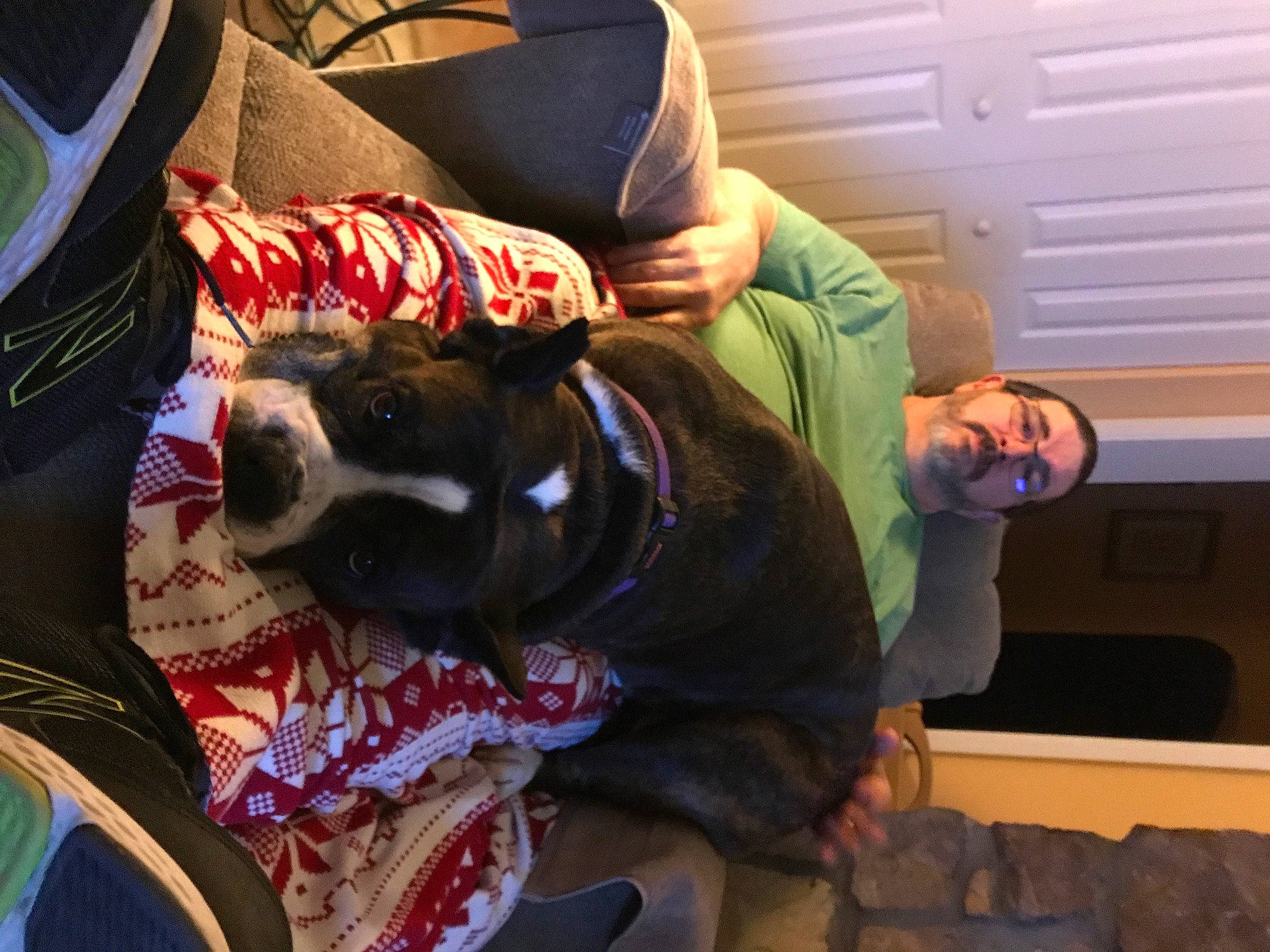 Abbey is registered to the contest to win money with this photo: boston_terrier, canidae, companion_dog, non_sporting_group, sporting_group