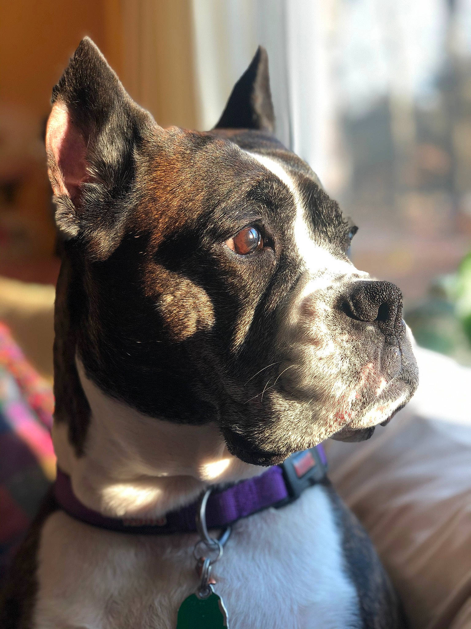 Abbey joined the competition — help win amazing prizes! american_pit_bull_terrier, american_staffordshire_terrier, boston_terrier, cane_corso, canidae, carnivore, collar, dog, dog_breed, dog_collar, fawn, mammal, non_sporting_group, pit_bull, rare_breed_dog, snout, sporting_group, valley_bulldog, vertebrate, whiskers