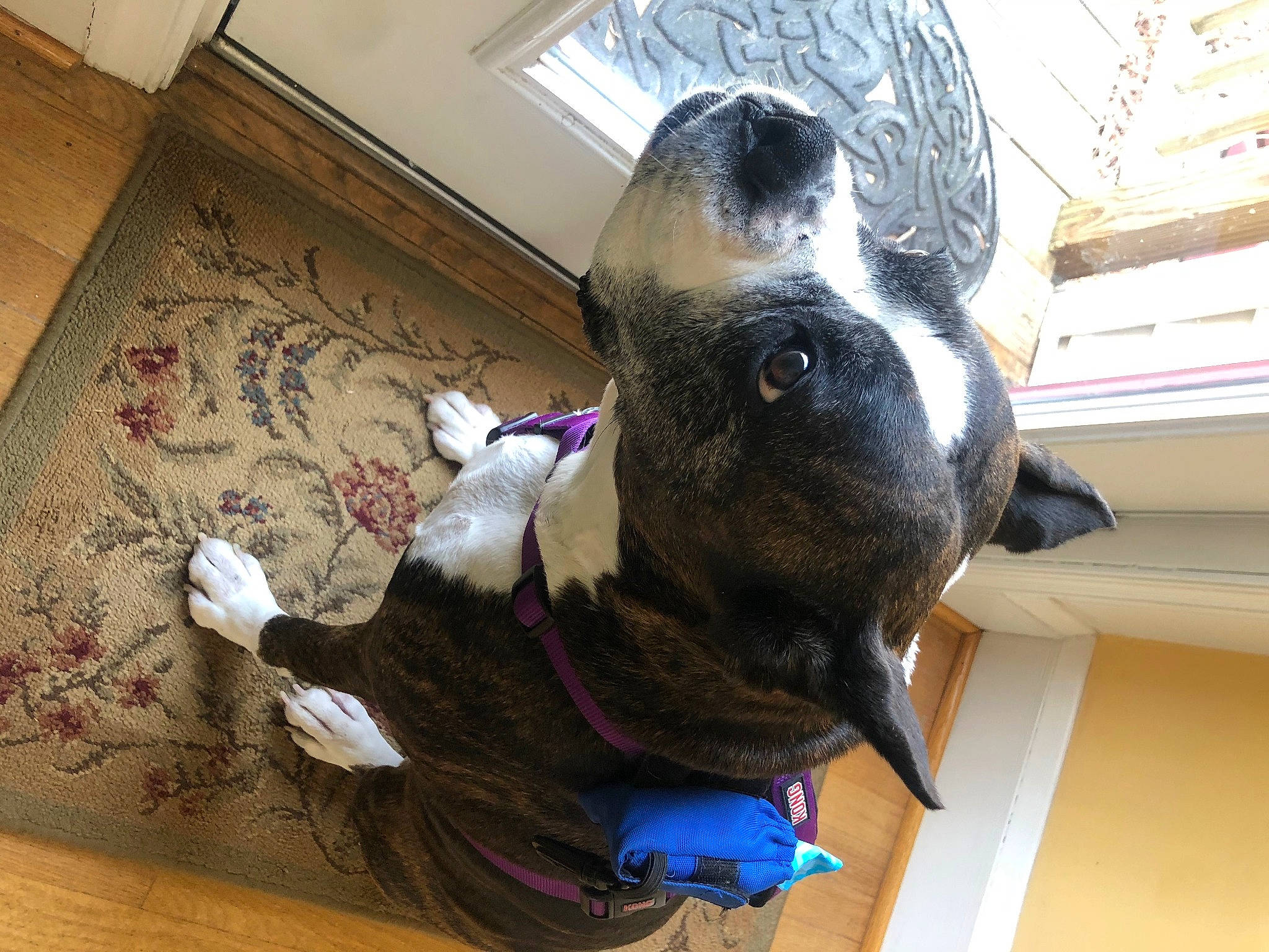 Abbey is registered to the contest to win money with this photo: boston_terrier, canidae, carnivore, dog, dog_breed, fawn, non_sporting_group, snout, sporting_group