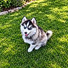 Vaïko participe au concours pour gagner de l'argent avec cette photo : dog, puppy, husky, siberian_husky, blue_eyes, fluffy, black_and_white, sitting, smiling, tongue_out, outdoor, garden, lawn, grass, flowers, lavender, hydrangea, sunlight, pet, animal