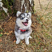 Vaïko participe au concours pour gagner de l'argent avec cette photo : dog, puppy, husky, siberian_husky, fluffy, blue_eye, open_mouth, smiling, sitting, red_collar, outdoors, forest, tree, tree_bark, moss, grass, dry_grass, leaves, nature, portrait