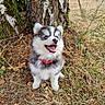 dog, puppy, husky, siberian_husky, fluffy, blue_eye, open_mouth, smiling, sitting, red_collar, outdoors, forest, tree, tree_bark, moss, grass, dry_grass, leaves, nature, portrait
