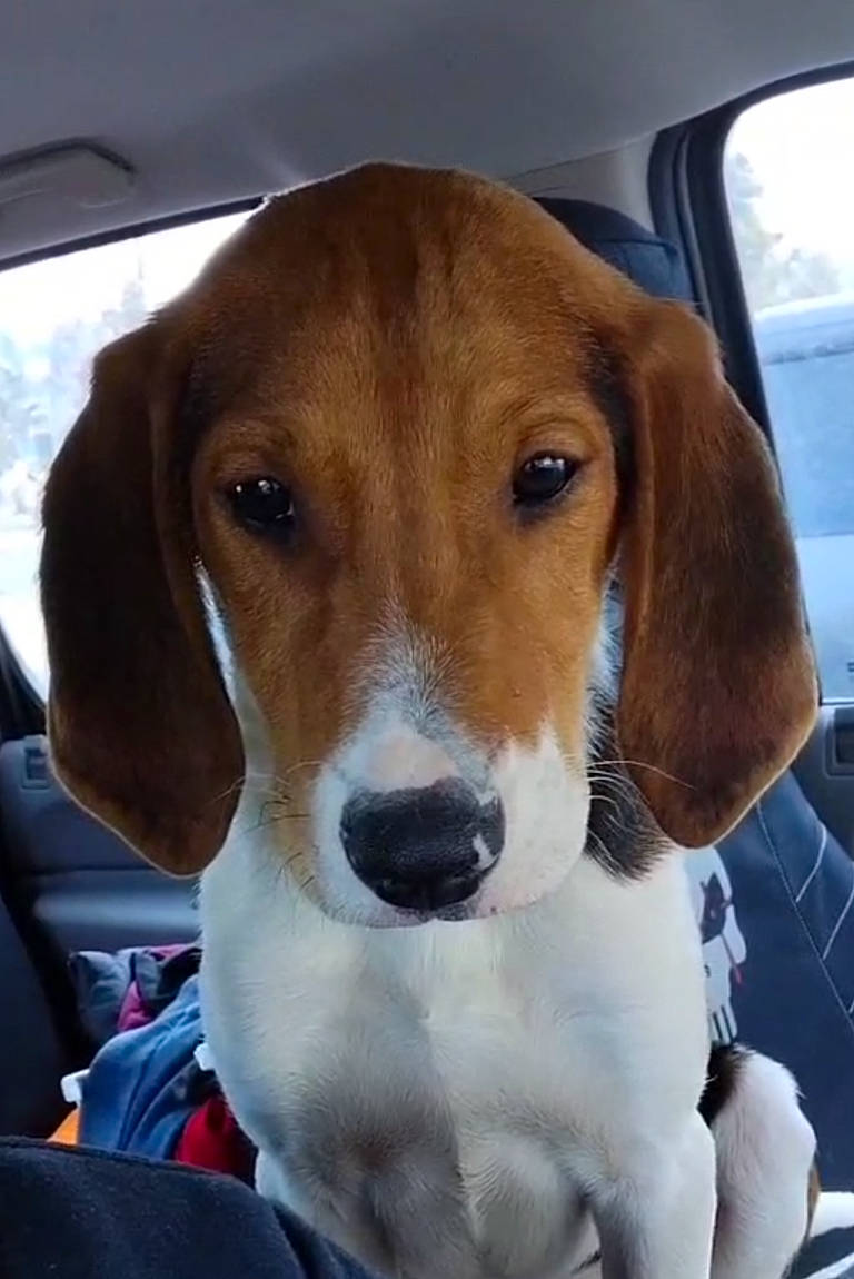 Flash is registered to the contest to win money with this photo: automotive_mirror, beaglier, canidae, car, carnivore, collar, companion_dog, dog, dog_breed, fawn, hound, liver, scent_hound, snout, sporting_group, vehicle, vehicle_door, whiskers, windshield, working_animal