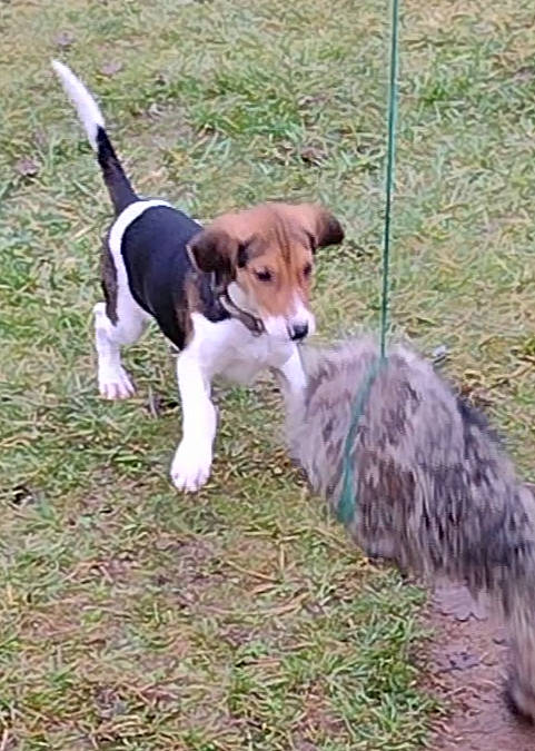 Flash joined the competition — help win amazing prizes! ancient_dog_breeds, beagle, beagle_harrier, canidae, carnivore, collar, companion_dog, dog, dog_breed, grass, hound, hunting_dog, leash, plant, scent_hound, sporting_group, tail, terrestrial_animal, working_dog