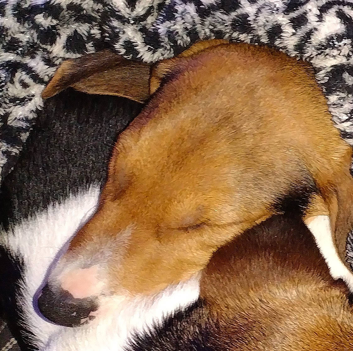 Flash is registered to the contest to win money with this photo: canidae, carnivore, collar, comfort, companion_dog, dog, dog_breed, fawn, fur, hound, linens, liver, nap, scent_hound, snout, sporting_group, tail, terrestrial_animal, whiskers, working_animal