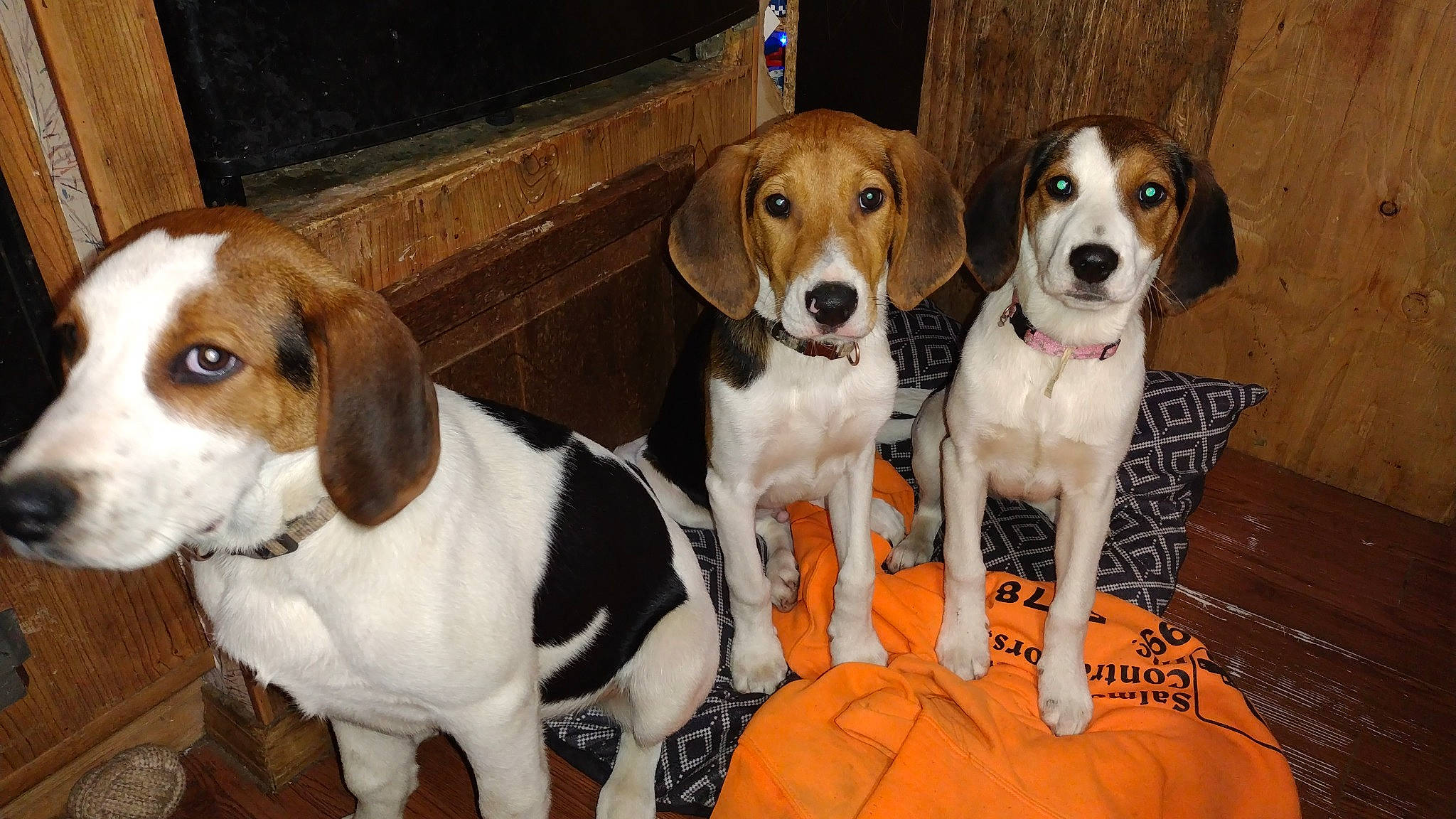 Flash is registered to the contest to win money with this photo: beaglier, carnivore, companion_dog, dog, dog_breed, fawn, liver, sporting_group