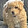 Sadie