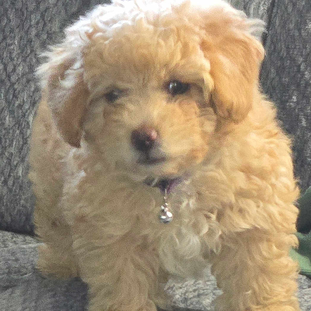 Sadie is registered to the contest to win money with this photo: adorable, animal, bell, collar, companion, couch, curious, curly_fur, cute, dog, domestic_animal, fluffy, furry, home, indoor, pet, puppy, small_dog, soft, young_dog