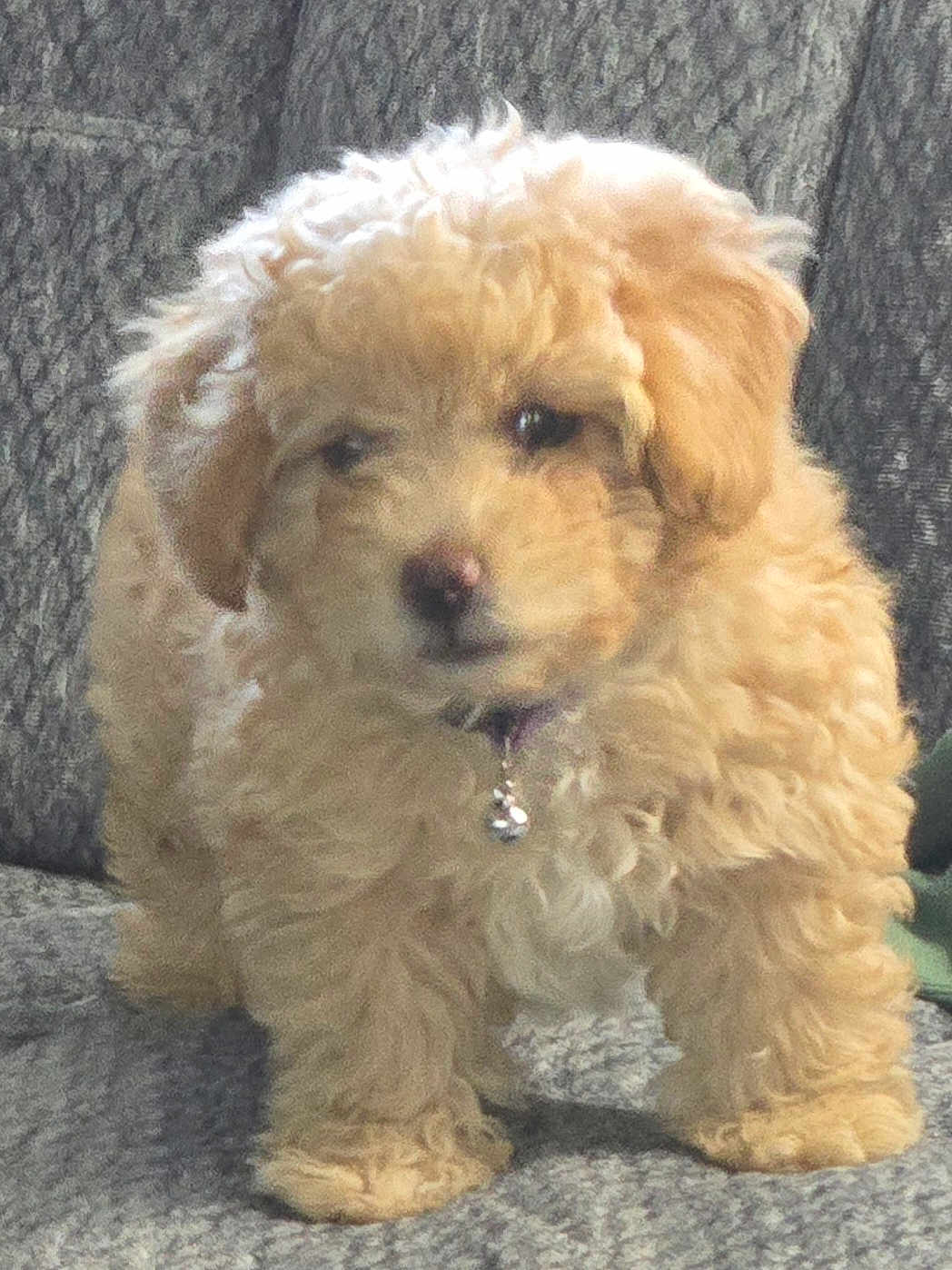 Sadie