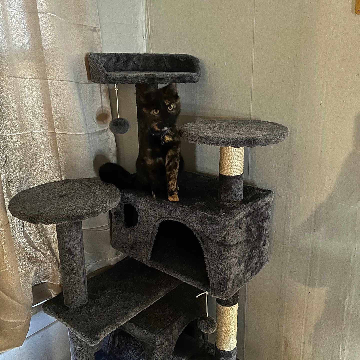 Pheobie is registered to the contest to win money with this photo: animal, architecture, building, cat, corner, corrosion, device, factory, furniture, hardwood, machine, manufacturing, pet, rust, sewing, shelf, smokepipe, table, tabletop, wood