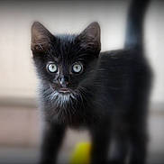 Tiana a rejoint le concours — aidez-le/la à gagner de superbes lots ! black_kitten, cat, kitten, pet, animal, fur, whiskers, blue_eyes, curious, standing, close_up, indoor, young, small, cute, feline, portrait, looking, soft, blurred_background