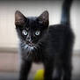 black_kitten, cat, kitten, pet, animal, fur, whiskers, blue_eyes, curious, standing, close_up, indoor, young, small, cute, feline, portrait, looking, soft, blurred_background