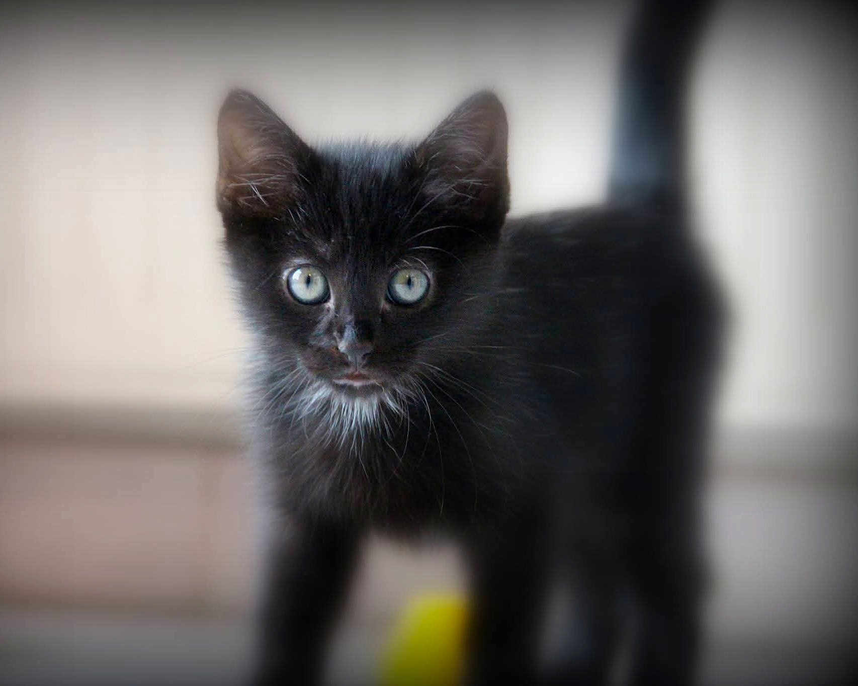 Tiana a rejoint le concours — aidez-le/la à gagner de superbes lots ! black_kitten, cat, kitten, pet, animal, fur, whiskers, blue_eyes, curious, standing, close_up, indoor, young, small, cute, feline, portrait, looking, soft, blurred_background