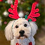 dog, white_dog, reindeer_antlers, red_bow_tie, holiday, christmas_tree, festive, cute, pet, indoor, decorations, blurred_background, fluffy, portrait, animal, christmas, seasonal, celebration, adorable, costume