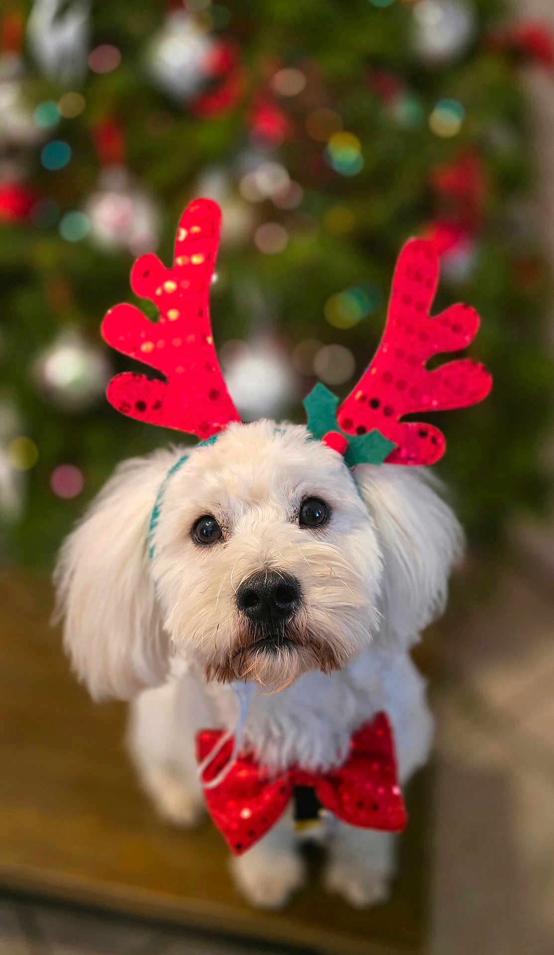 Koa joined the competition — help win amazing prizes! dog, white_dog, reindeer_antlers, red_bow_tie, holiday, christmas_tree, festive, cute, pet, indoor, decorations, blurred_background, fluffy, portrait, animal, christmas, seasonal, celebration, adorable, costume