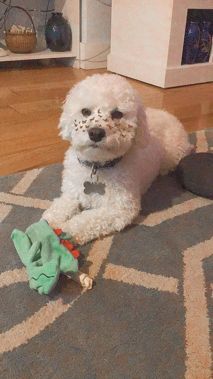 Bobby joined the competition — help win amazing prizes! bichon, bichon_frise, bolognese, canidae, carnivore, cockapoo, companion_dog, dog, dog_breed, havanese, maltepoo, maltese, mammal, miniature_poodle, non_sporting_group, poodle, poodle_crossbreed, toy_dog, toy_poodle, vertebrate