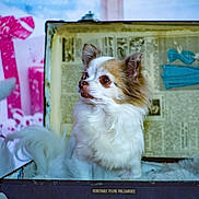 Moka participe au concours pour gagner de l'argent avec cette photo : dog, small_dog, fluffy, vintage, suitcase, newspaper, holiday_decor, plush_toy, reindeer, gift_bow, pink, white, brown, furry, indoor, cute, pet, decorative, cozy, festive