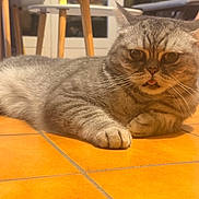 Guizmo participe au concours pour gagner de l'argent avec cette photo : cat, gray_cat, tabby, tongue_out, indoor, floor, tile_floor, furniture, chair, table, pet, animal, cute, relaxed, whiskers, paw, close_up, domestic_cat, fur, lying_down
