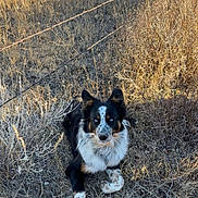 Cowboy joined the competition — help win amazing prizes! dog, outdoor, grass, field, barbed_wire, fence, animal, pet, nature, sunlight, brown_grass, black_and_white, speckled_paws, alert, lying_down, rural, dry, canine, fur, ears