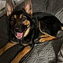 dog, german_shepherd, pet, canine, dog_face, ears, tongue, paw, fur, collar, bed, blanket, quilt, bedroom, fan, bookshelf, air_purifier, indoor, happy, smiling