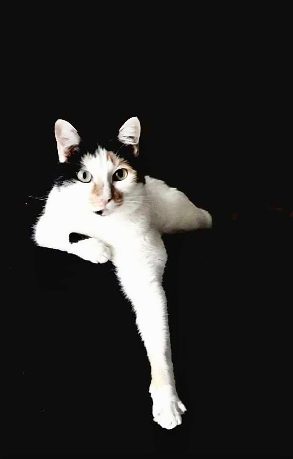 Lulu