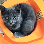 Loupy participe au concours pour gagner de l'argent avec cette photo : animal, cat, close_up, cozy, curious, cute, ears, eyes, fur, gray_cat, indoor, looking_at_camera, orange_object, pet, plastic, resting, round, small, snug, whiskers