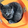 animal, cat, close_up, cozy, curious, cute, ears, eyes, fur, gray_cat, indoor, looking_at_camera, orange_object, pet, plastic, resting, round, small, snug, whiskers