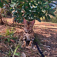 Aslan participe au concours pour gagner de l'argent avec cette photo : cat, bengal_cat, animal, outdoor, nature, grass, leaves, pine_needles, tree, sunlight, pet, feline, mammal, wildlife, ground, greenery, young_cat, curious, leash, forest