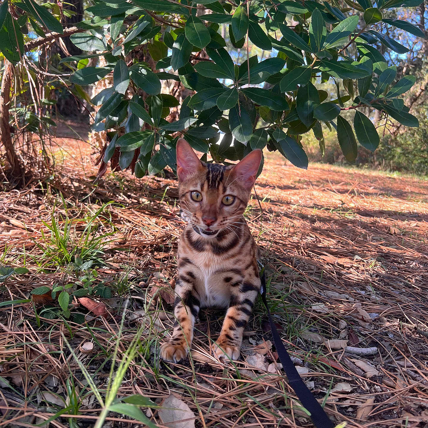 Aslan participe au concours pour gagner de l'argent avec cette photo : animal, bengal_cat, cat, curious, feline, forest, grass, greenery, ground, leash, leaves, mammal, nature, outdoor, pet, pine_needles, sunlight, tree, wildlife, young_cat