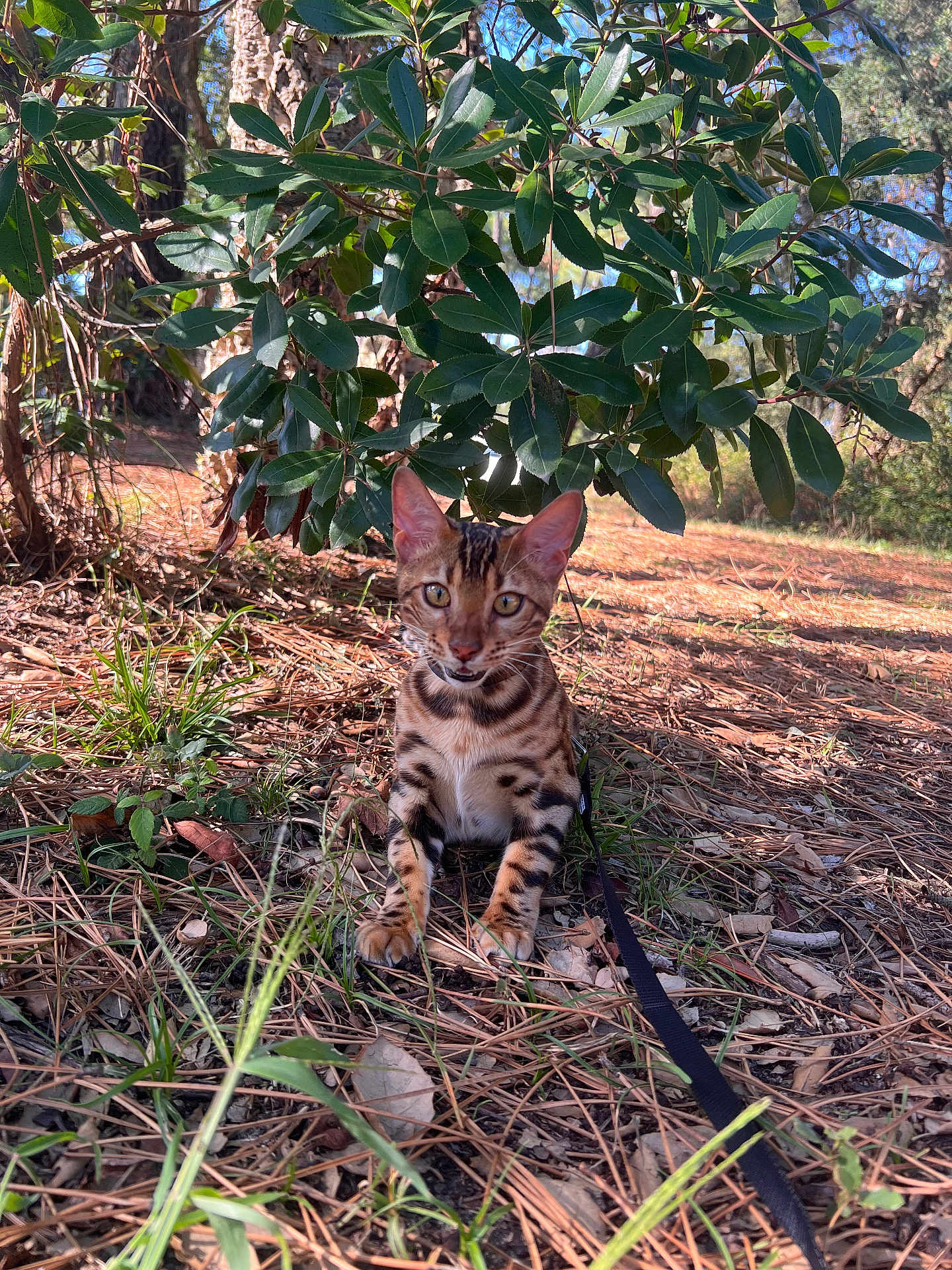 Aslan participe au concours pour gagner de l'argent avec cette photo : cat, bengal_cat, animal, outdoor, nature, grass, leaves, pine_needles, tree, sunlight, pet, feline, mammal, wildlife, ground, greenery, young_cat, curious, leash, forest