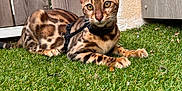 Aslan a rejoint le concours — aidez-le/la à gagner de superbes lots ! animal, bengal_cat, brown, cat, closeup, domestic_cat, eyes, fence, grass, green, harness, lying_down, mammal, nature, outdoor, pet, relaxed, spotted_fur, wall, whiskers