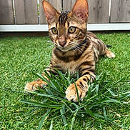 Aslan participe au concours pour gagner de l'argent avec cette photo : alert, animal, cat, cute, domestic_cat, ears, feline, grass, greenery, lawn, muzzle, nature, outdoor, paw, pet, playful, spotted, whiskers, wooden_fence, young_cat