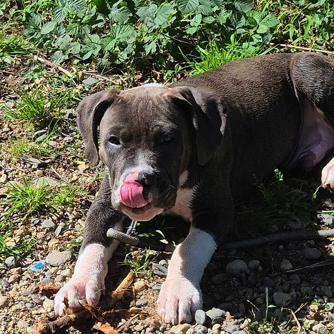 Arès participe au concours pour gagner de l'argent avec cette photo : animal, collar, cute, dog, ears, grass, greenery, ground, lying_down, nature, outdoor, pet, playful, puppy, rocks, sunlight, tongue, tongue_out, white_paws, young