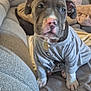 Arès participe au concours pour gagner de l'argent avec cette photo : animal, blanket, collar, comfort, couch, cozy, cute, dog, ears, fur, home, indoor, looking, pet, puppy, shirt, sitting, soft, tag, young