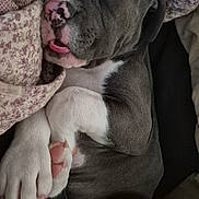 Arès participe au concours pour gagner de l'argent avec cette photo : animal, blanket, closeup, cozy, cute, dog, domestic_animal, fur, indoor, napping, paws, pet, puppy, relaxation, resting, sleeping, snuggling, soft, tongue_out, young_dog