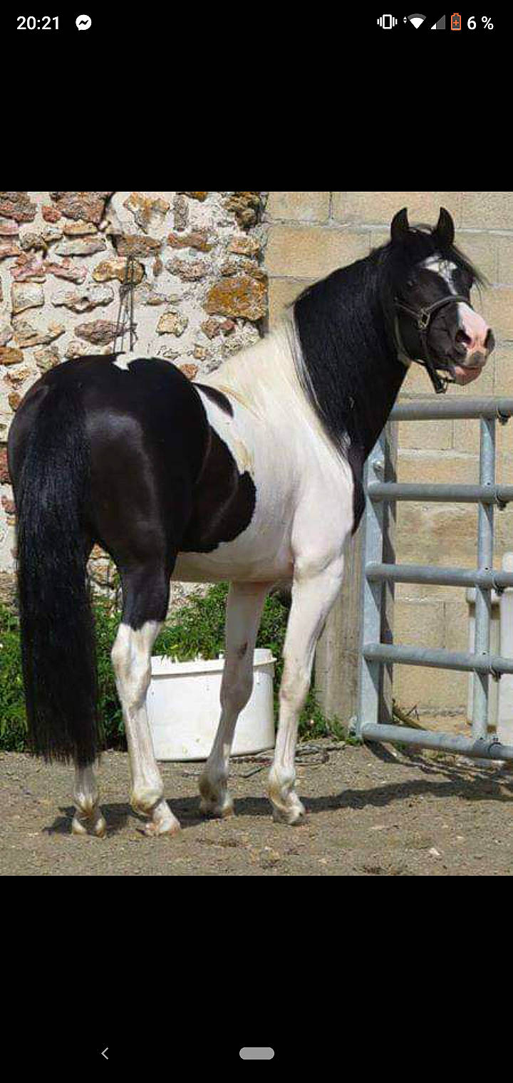 Arc En Ciel a rejoint le concours — aidez-le/la à gagner de superbes lots ! colt, horse, livestock, mammal, mane, mare, mustang_horse, pack_animal, snout, stallion, terrestrial_animal, vertebrate